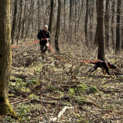Camp d’entrainement pour les chiens de rouge en Transylvanie