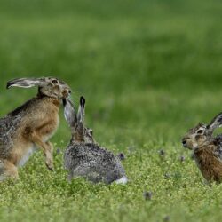 Chasse aux petits gibiers en Hongrie