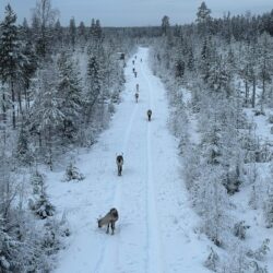 Chasse aux élans en autarcie - Suède