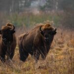 Rewild-Bison