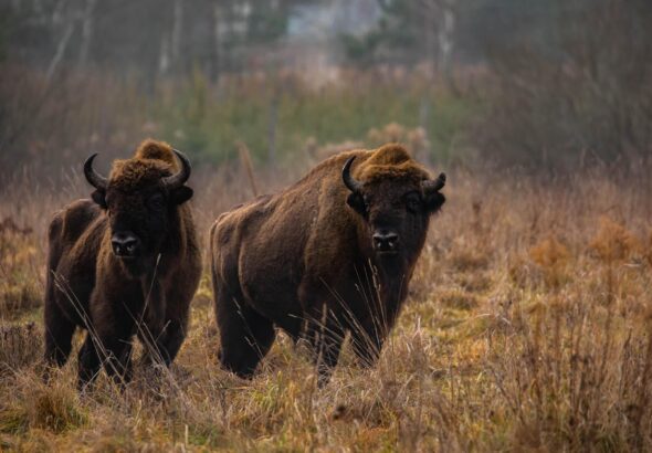 Rewild-Bison