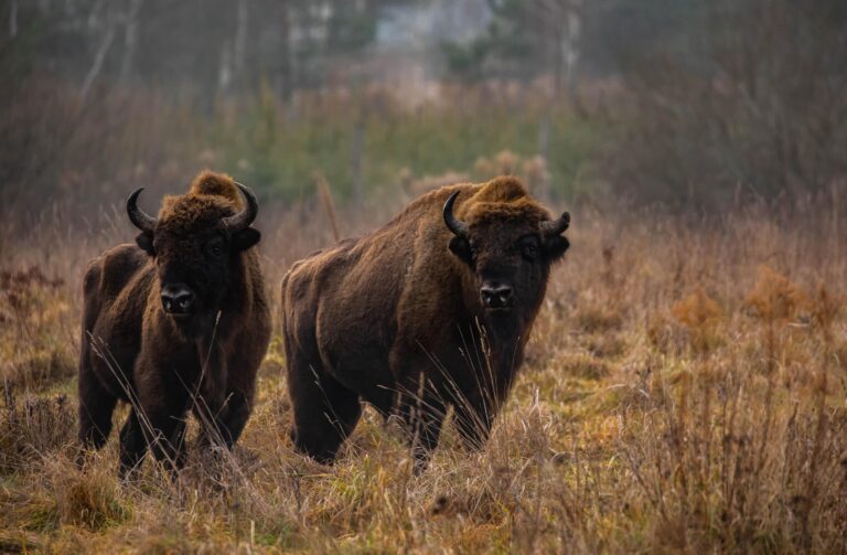 Rewild-Bison