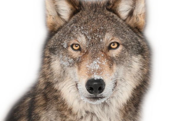 wolf