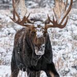 moose-01
