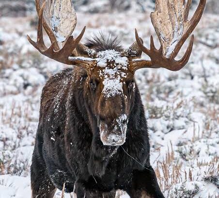 moose-01