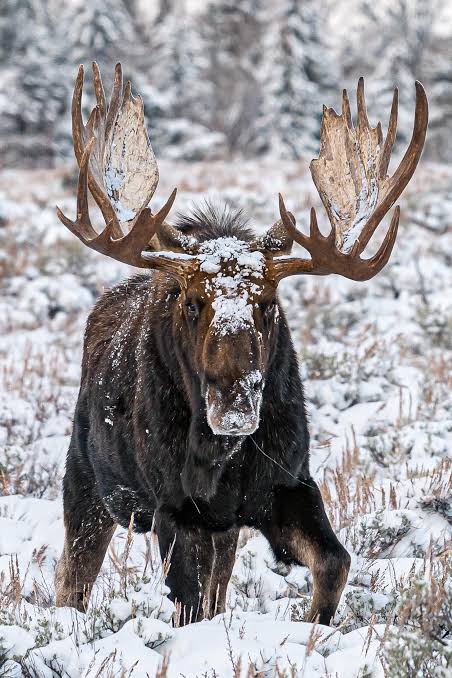 moose-01